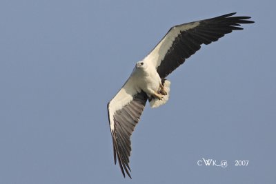 Halincetus lengogaster - White Bellied Sea Eagle