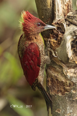 Picus miniaceus - Banded Woodpecker