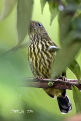 Hypogramma hypogrammicum nuchale - Purple-naped Sunbird