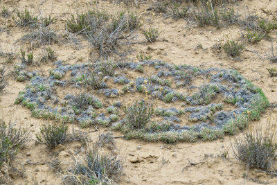 Desert Ring