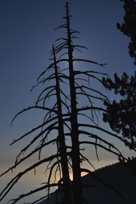 The burned tree.jpg