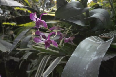 Jumble in the Jungle - ISO 800
