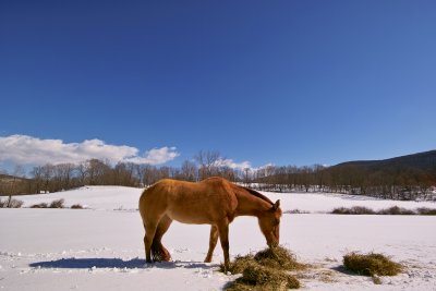 Horse in spring snow