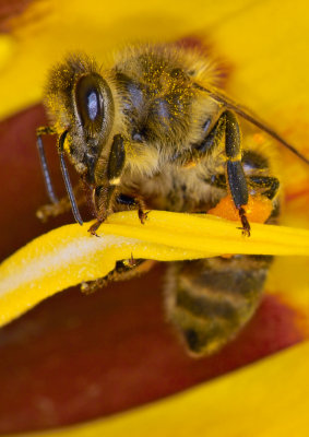 Bee No.1