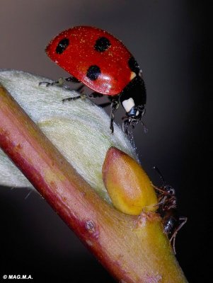 Ladybug and Ant