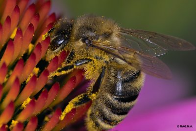 Bee No.3
