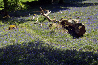 Dolgellau, Snowdonia North Wales - bluebell wood