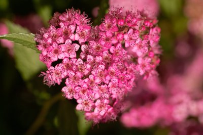 Heartfelt Pink