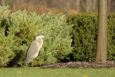 20061029 - Great Blue Herron - 07.jpg