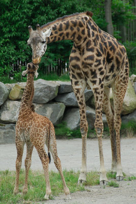 20070603 - Rodger Williams Zoo - 042.jpg