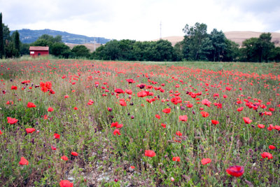 lPoppy field185.jpg