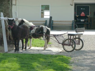 Amish drivers ed? 4454.JPG