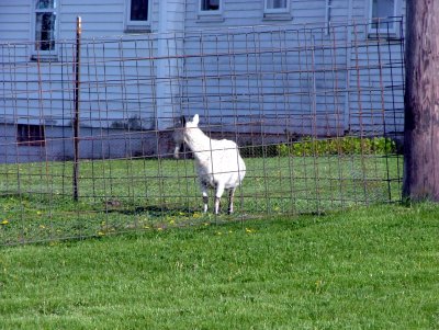 Amish Goat? 4478.JPG