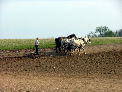 Plowing while standing on a board. 4489.JPG