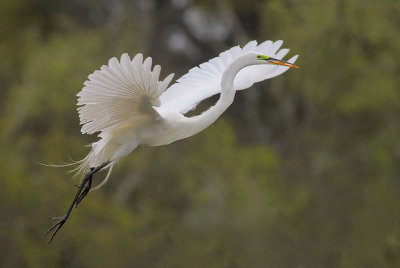 Great Egret