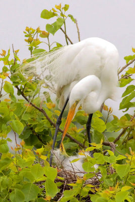 Great Egret and Chick