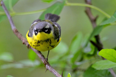 Magnolia Warbler