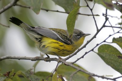 Magnolia Warbler