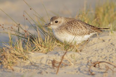 Black-bellied Plover