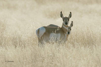 Pronghorn