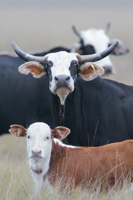 Tres Vacas