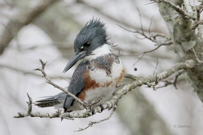 Belted Kingfisher