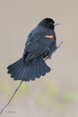 Red-Winged Blackbird