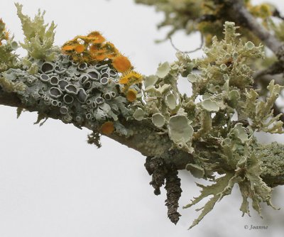 Lichen 