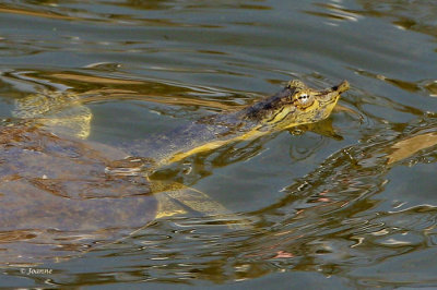 Soft Shell Turtle