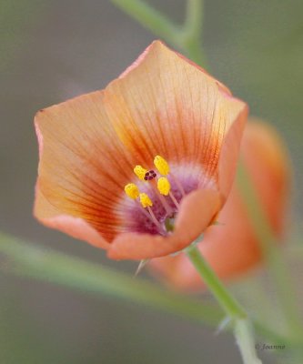 Spring Wildflower