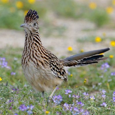 Greater Roadrunner