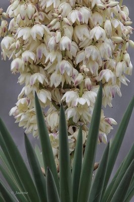 Yucca Bloom