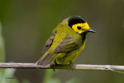 Hooded Warbler