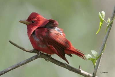 Summer Tanager