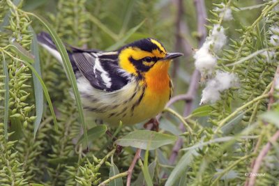 Blackburnian Warbler