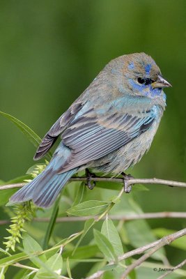 Indigo Bunting
