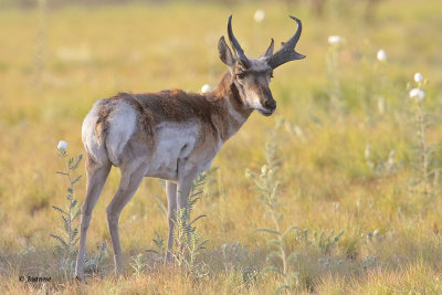 Pronghorn