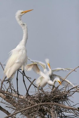 Great Egret Chicks