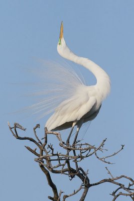 Great Egret