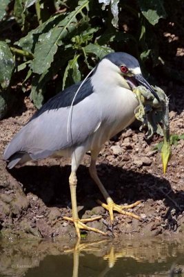 Black-crowned Night Heron and Great Egret Chick