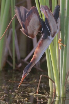 Least Bittern