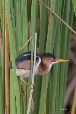 Least Bittern