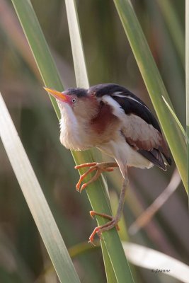 Least Bittern