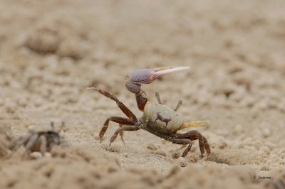 Fiddler Crab