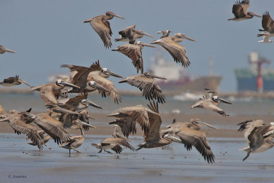 Brown Pelicans