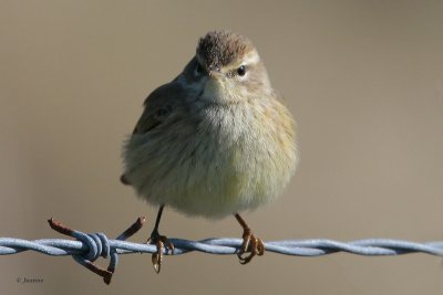 Palm Warbler