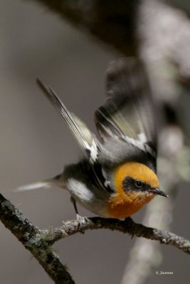 Olive Warbler