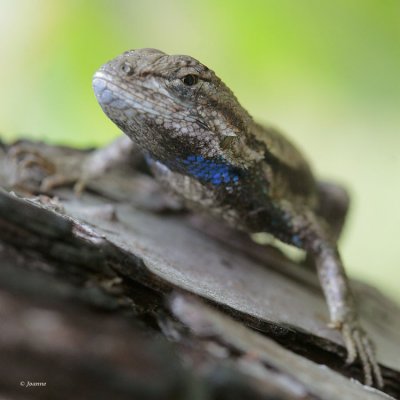 Blue Lizard