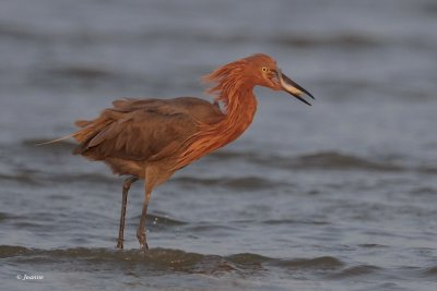 Reddish Egret