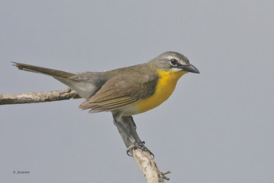 Yellow-Breasted Chat
